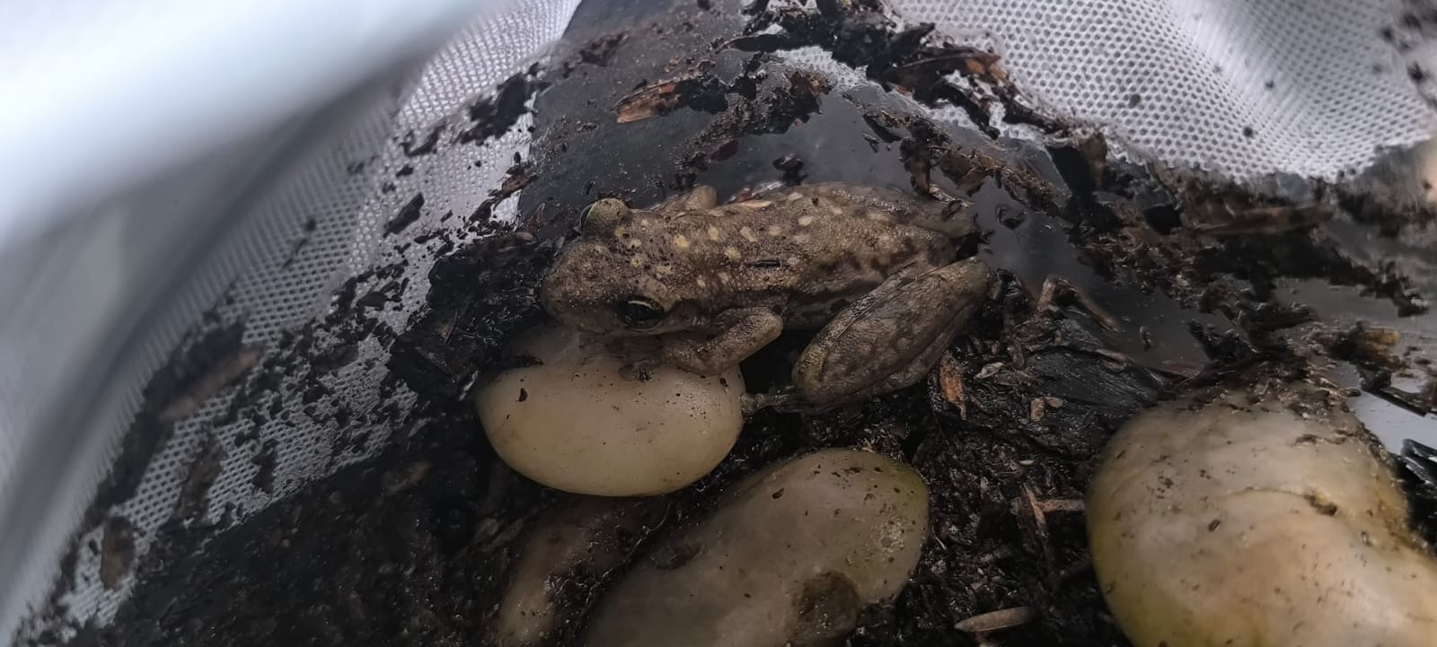 10/30 – The frog is ok, y’all.