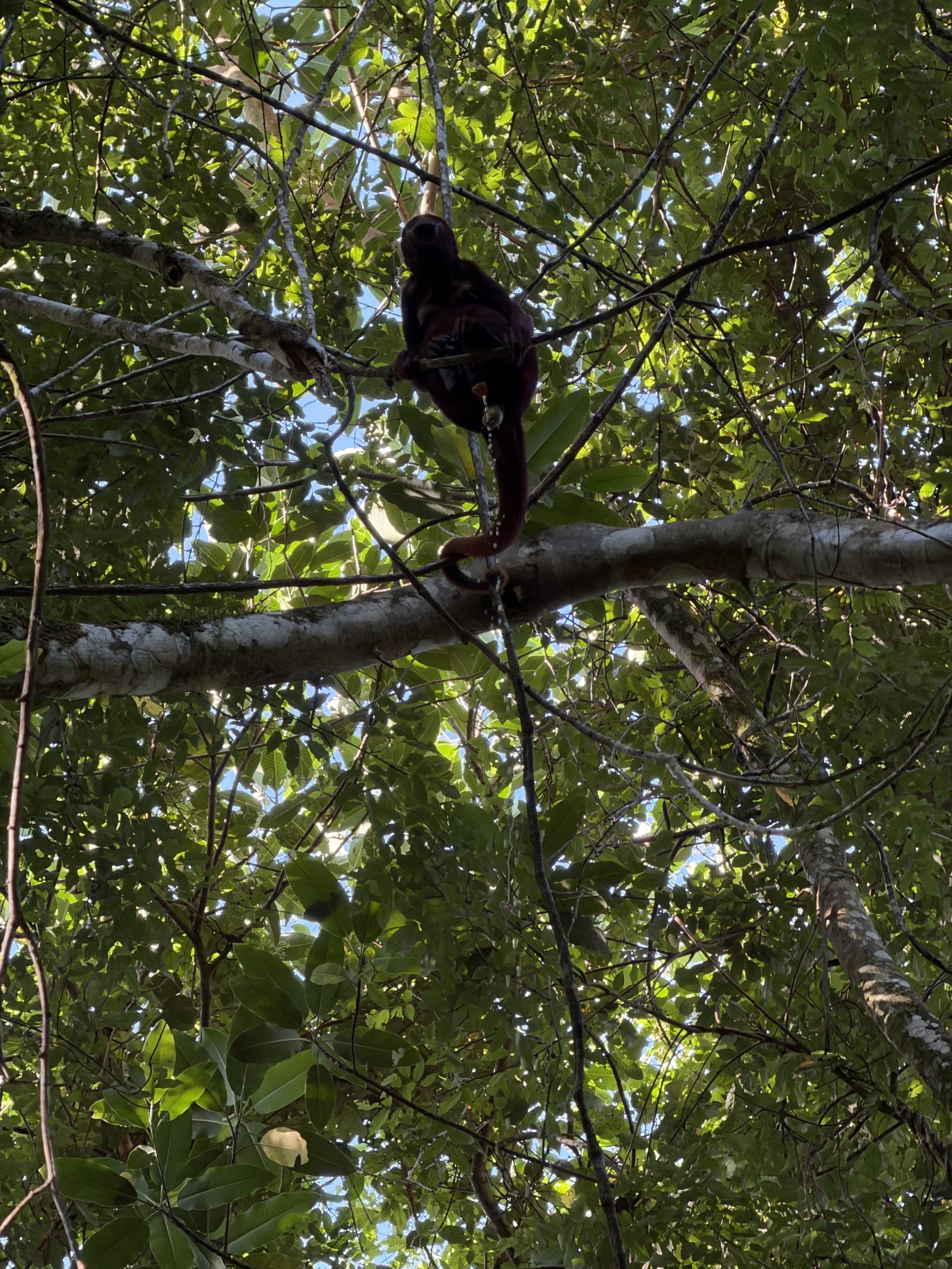 October 28 – Tinigua National Park